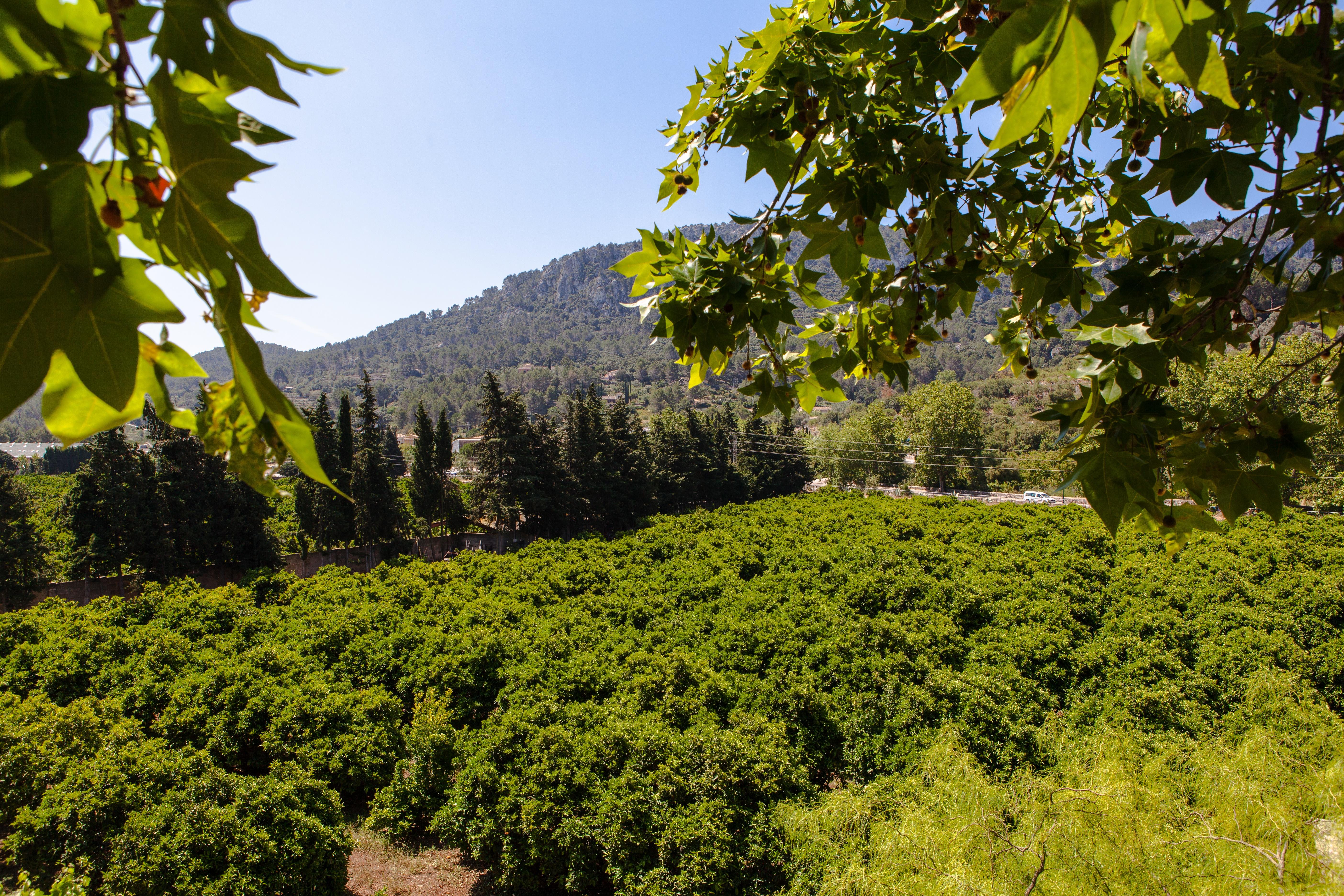 Agroturismo Son Galceran (Adults Only) Esporles Exterior foto